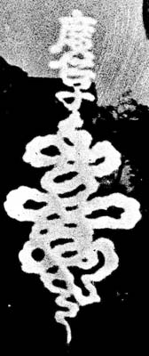 cx246_fig13