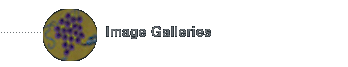 Image Galleries
