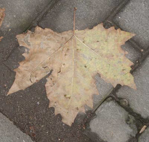 ms403_Plane_Tree_Leaf