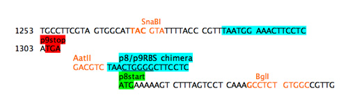 Step 4b: add chimeric RBS.