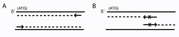 Schematic of primer design for traditional PCR and for mutagenesis.