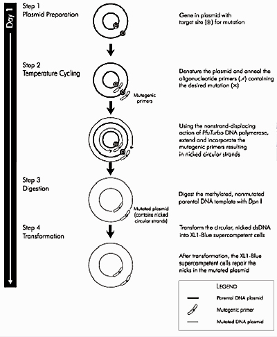 Diagram showing steps of the mutagenesis process.