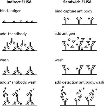 Diagram of the steps for Indirect ELISA and Sandwich ELISA.