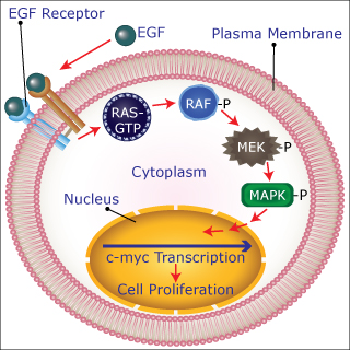 A schematic of a signal transduction pathway inside a cell, shown as geometric shapes and arrows inside a circle.