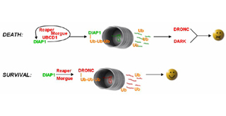 Diagrams of processes for cell death and cell survival. 