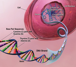 Illustration of a cell, showing the nucleus, and the DNA within the nucleus.