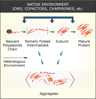 Protein folding factors, illustrated as a series of lines and rectangles folded into different combinations of spirals and shapes.