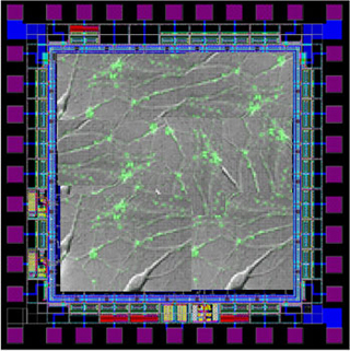 Image showing organic matter on a structured field.