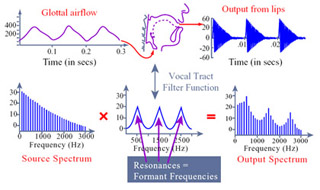 Glottal airflow and output from lips, with respective spectra.